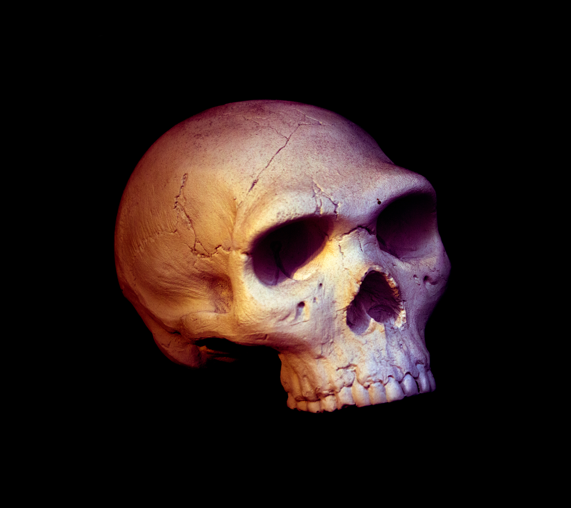 Fausse Mort