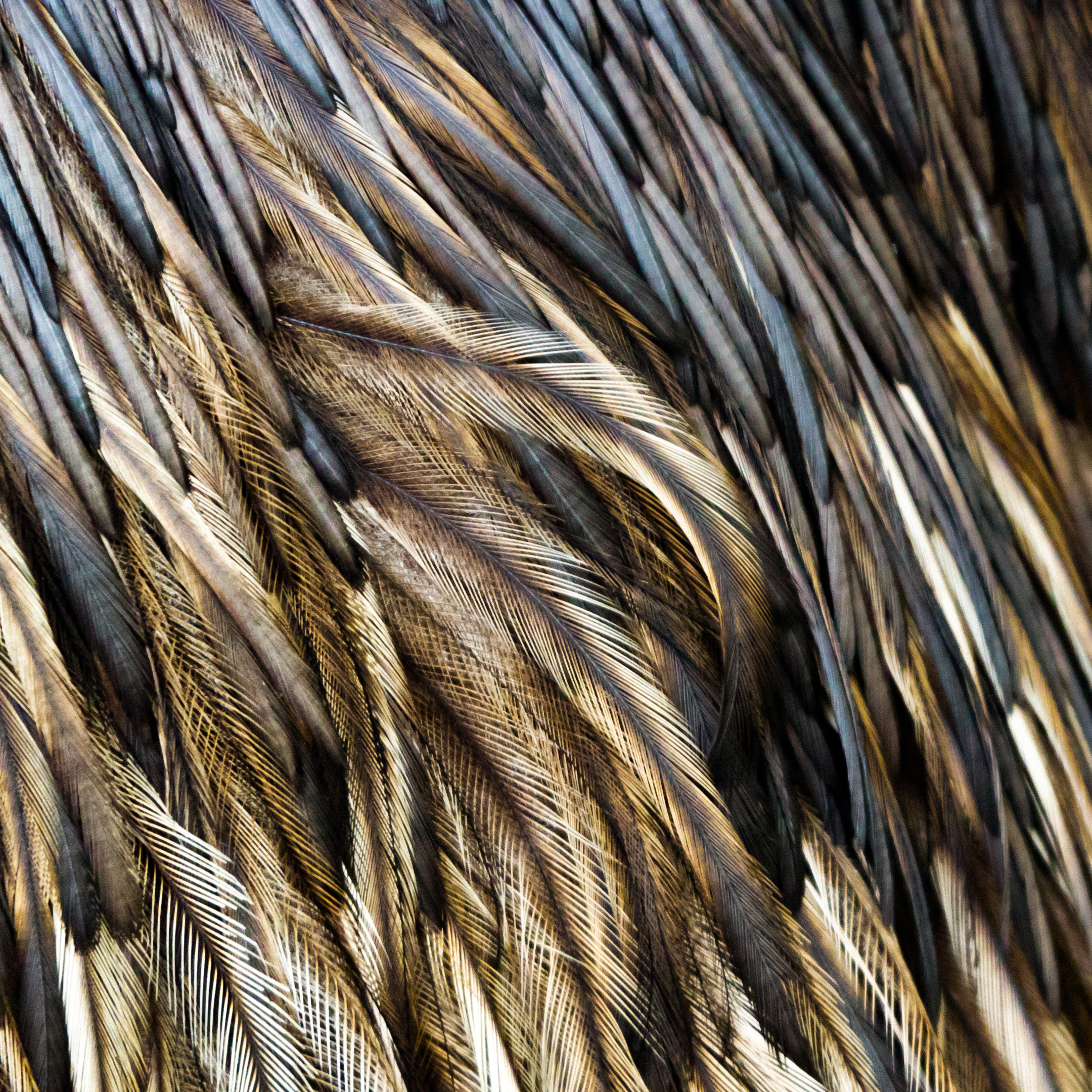 Dromaius Novaehollandiae