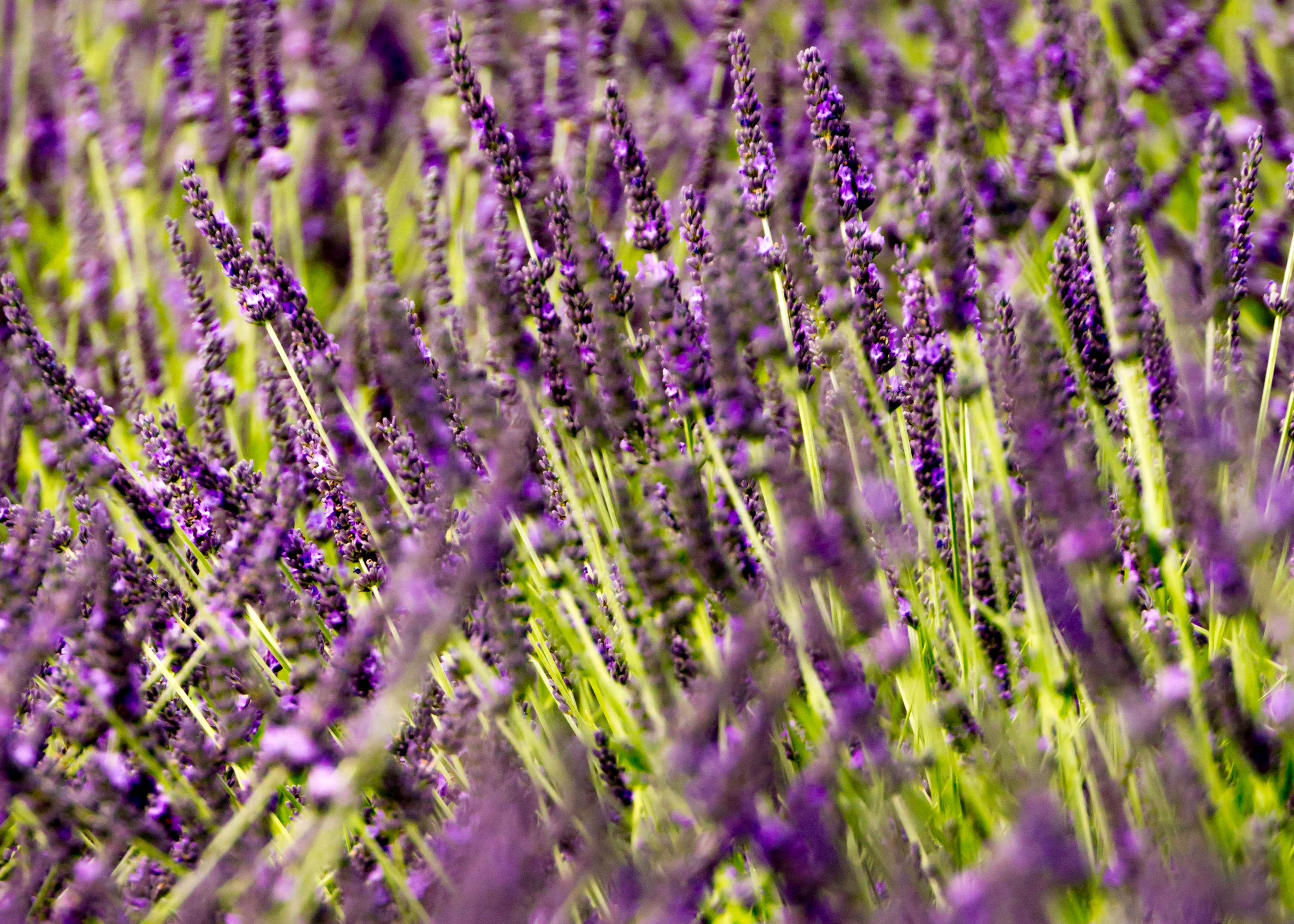 Lavandula