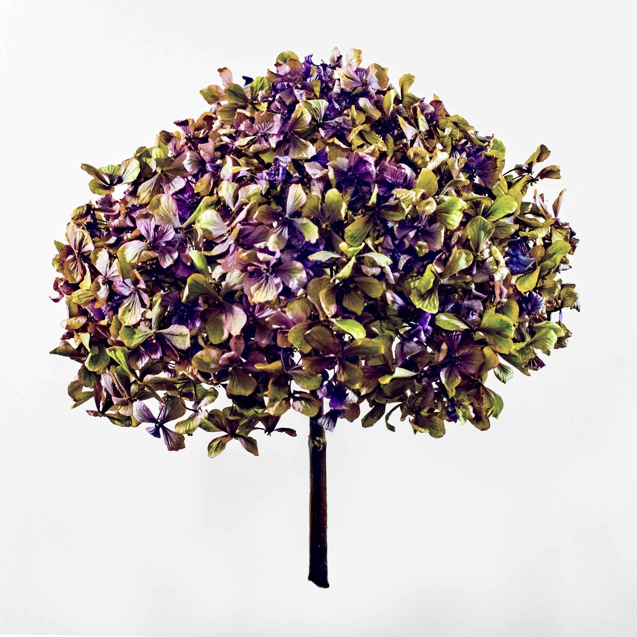 Memorial for Queenie