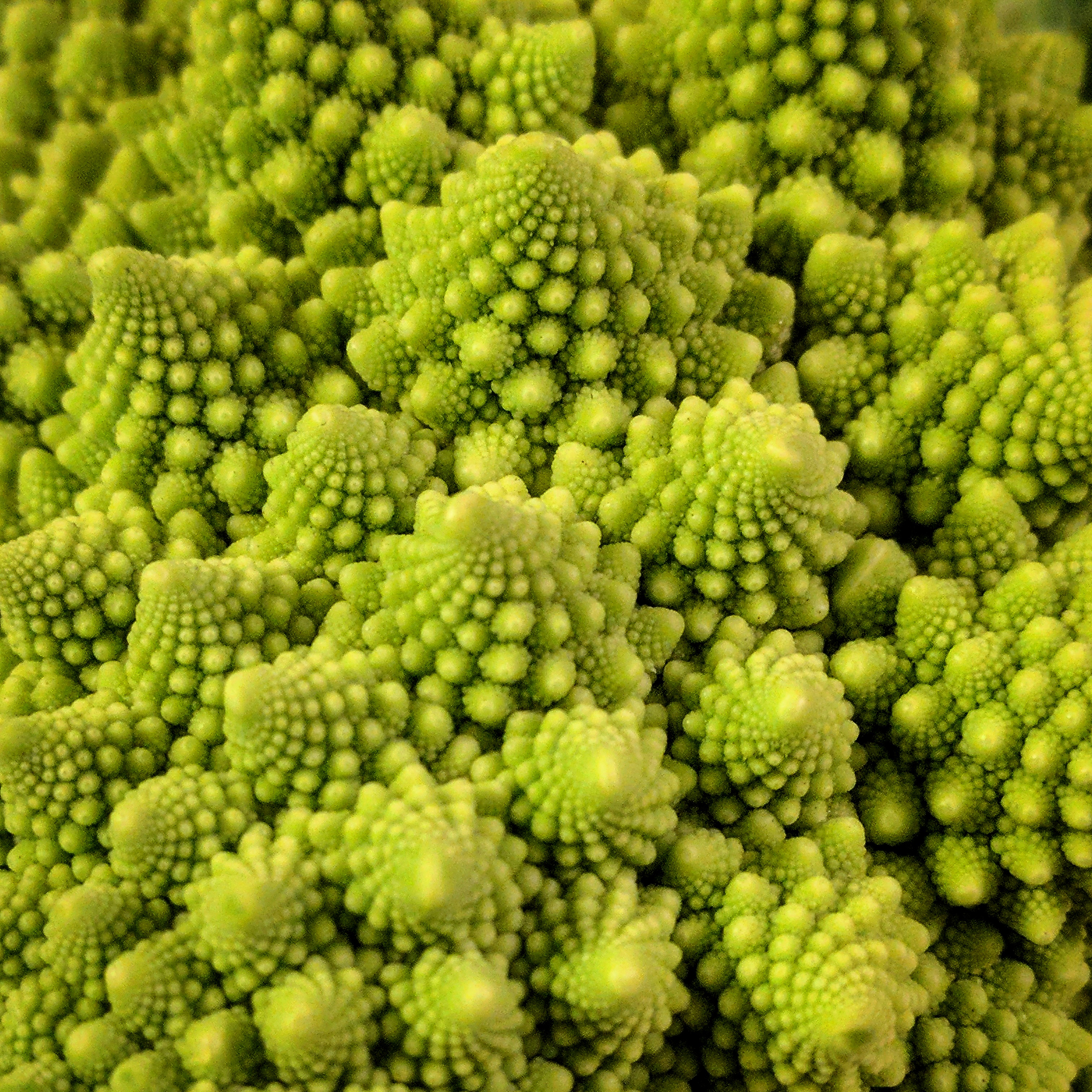 Fractal Food No. 01